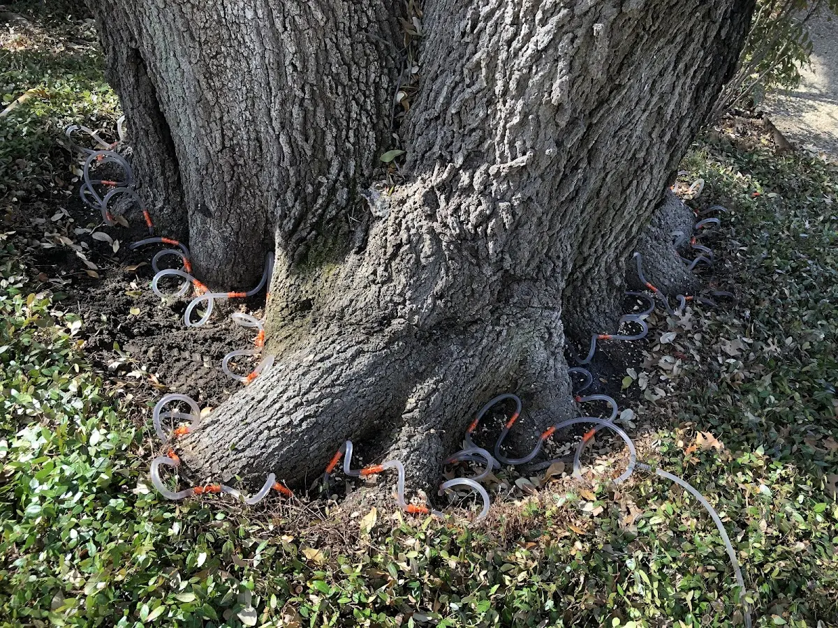Detailed Tree Cabling and Bracing job site in Collegeville