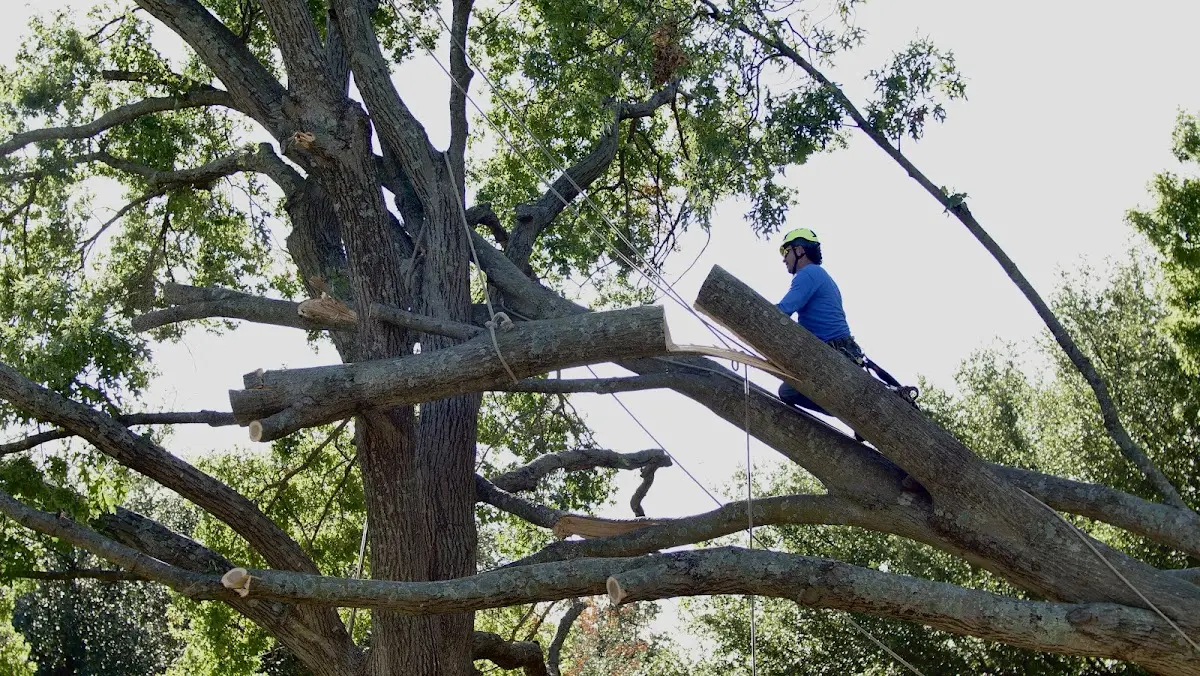 Professional Crown Thinning performed by certified arborists in Collegeville