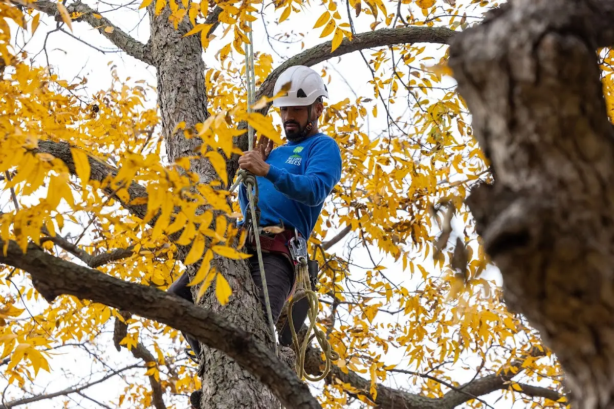 Skilled Tree Planing crew working in Collegeville